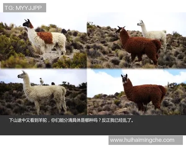 厄尔多瓜与智利的足球对决揭示南美洲足球的激烈竞争与历史渊源